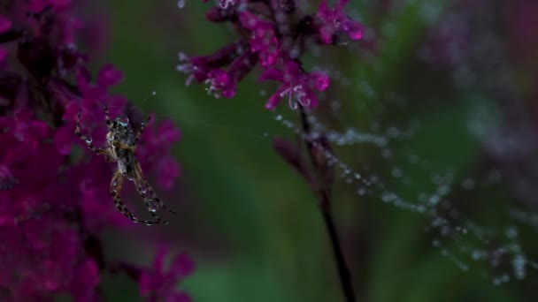 Detailní záběr pavouka na pavučině s kapkami. Kreativní. Krásný pavouk na webu s květinami. Louka pavouk na webu mezi krásné květiny — Stock video