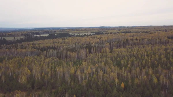 Zapierający dech w piersiach widok z lotu ptaka na kolorowe zielone, pomarańczowe i żółte drzewa w lesie mieszanym. Klip. Jesienny krajobraz z parkiem narodowym, las liściasty i iglasty. — Zdjęcie stockowe