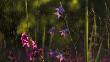 BlueBell çiçekleri. Yaratıcı. Mor küçük çiçekler ve yeşil çimenler yağmurun altında