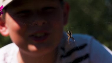 Küçük çocuk vahşi yaşamı keşfediyor ve güneşli bir yaz gününde açık havada bir örümceğe bakıyor. Yaratıcı. Bir böceğe yaklaş ve ağların arkasındaki bulanık çocuk yüzünü.