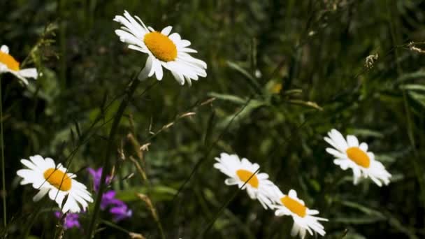 Λευκό χαμομήλι σε καλοκαιρινό πράσινο χωράφι. Δημιουργικό. Κοντινό πλάνο των όμορφων καλοκαιρινών λουλουδιών και πράσινο γρασίδι κάτω από τον λαμπερό ήλιο. — Αρχείο Βίντεο