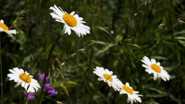 Camomila branca em um campo verde de verão. Criativa. Close up de belas flores de verão e grama verde sob o sol brilhante. — Vídeo de Stock