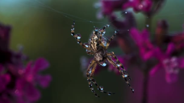Close up view of beautiful early morning dew on spider web and a small insect. Creative. Spider webs and green wild plants with lilac flowers. — Stock Video