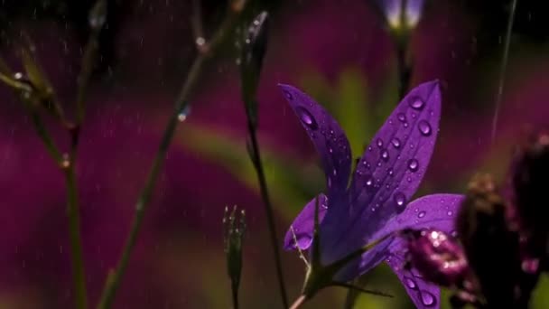 Lindas flores roxas em macrofotografia. Criativa. Pequenas flores roxas brilhantes com gotas de chuva e sol brilhante no topo. — Vídeo de Stock