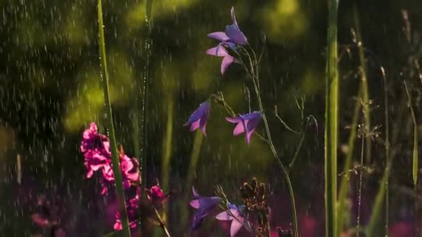 Flores de Bluebell. Creativo. Flores púrpuras y hierba verde bajo la lluvia — Vídeos de Stock