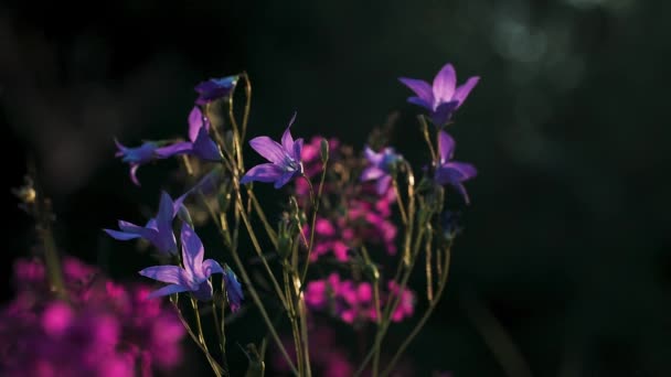 Красиві квіти ростуть. Креативний. Макрозйомка. Яскраво-фіолетові дзвони на фоні трави розтягуються вгору . — стокове відео