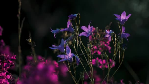 暗緑色の葉を背景に紫色の花を咲かせます。創造的だ。夏の風に揺れる紫色の花の終わり. — ストック動画