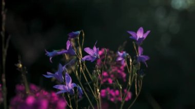 Bokeh yeşil yapraklarının arka planında mor çiçekleri açıyor. Yaratıcı. Çiçek açan menekşe çiçeklerinin kapanışı yaz rüzgarında sallanıyor..