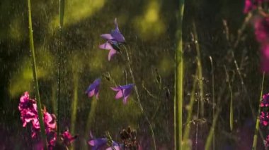 BlueBell çiçekleri. Yaratıcı. Mor küçük çiçekler ve yeşil çimenler yağmurun altında