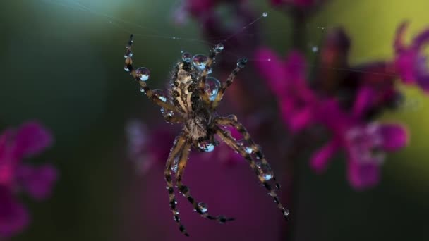 Uma aranha grande com gotas de água em seu corpo. Criativa. Um grande inseto se senta em sua teia e roxo flores brilhantes no fundo em macrofotografia. — Vídeo de Stock