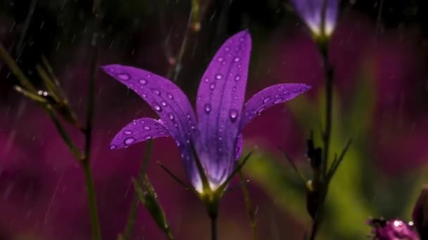 Krásné fialové květy v makrofotografii. Kreativní. Malé fialové květy s kapkami deště a jasným sluncem nahoře. — Stock video
