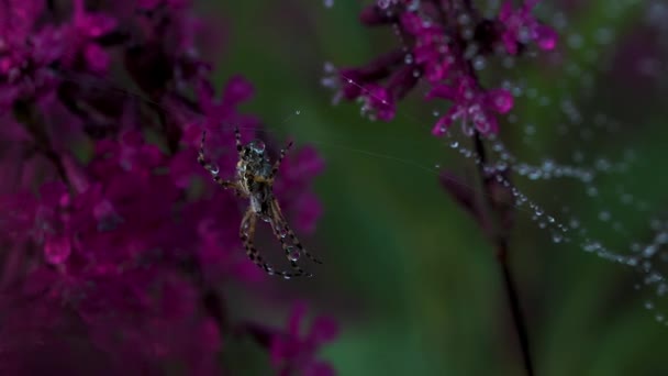 Nature in macro photography. Creative.A small spider sits on a web next to vegetation, grass and flowers. — Stock Video