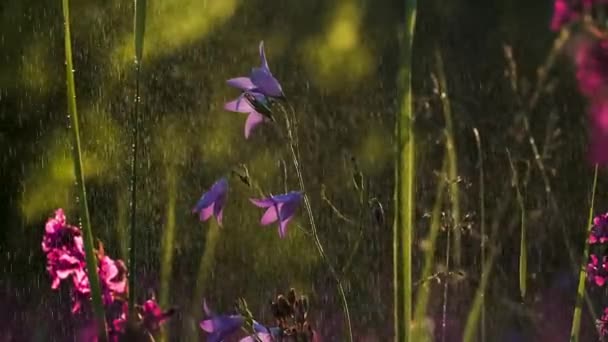 Flores de Bluebell. Creativo. Flores púrpuras y hierba verde bajo la lluvia — Vídeo de stock