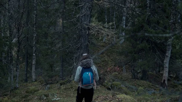 Orman manzarası. Şarjör. Sonbahar mevsiminde Rus ormanının kasvetli atmosferi