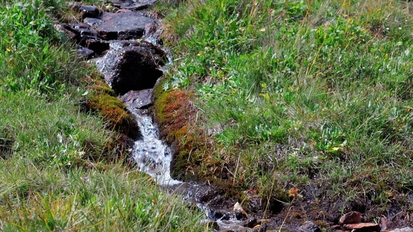 River key. Clip. Un ruisseau d'eau dans la forêt avec de l'herbe verte . — Photo
