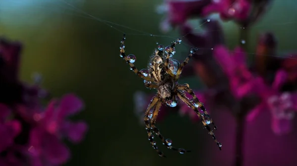 Zamknij widok na piękny poranny rosy na pajęczej pajęczynie i małego owada. Kreatywny. Pajęczyny i zielone dzikie rośliny z liliowymi kwiatami. — Zdjęcie stockowe