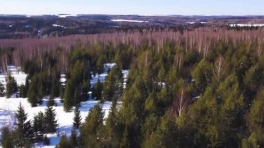  Kuş bakışı bir kış ormanı. Şarjör. Büyük, uzun köknarlar ve çıplak huş ağaçları, parlak bir günde çok fazla karla yan yana dururlar.