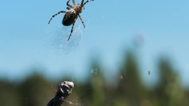 Tarentule en macro photographie. Créatif. L'araignée prend une grande pierre grise et la porte le long de la toile et en arrière-plan, vous pouvez voir un ciel bleu clair sans nuages. — Video