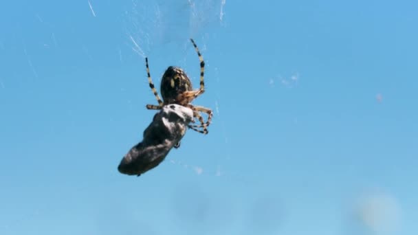 Tarantula i makrofotografier. Kreativ. Spindeln tar en stor grå sten och bär den längs webben och i bakgrunden kan du se en klarblå molnfri himmel. — Stockvideo