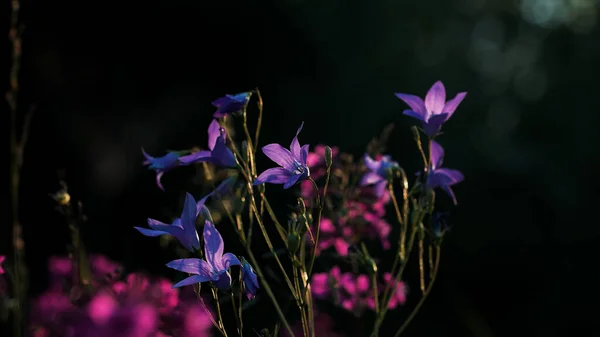 Lila blühende Blauglockenblumen vor einem Hintergrund aus Bokeh-grünem Laub. Kreativ. Nahaufnahme von blühenden violetten Blüten, die im Sommerwind schwanken. — Stockfoto