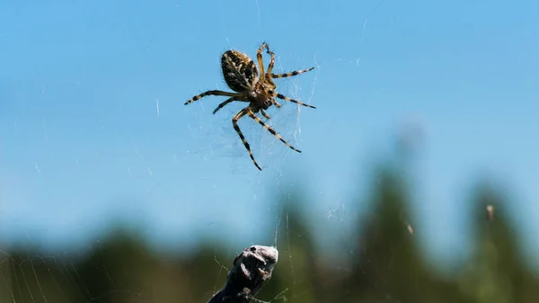 宏观摄影的塔兰图拉。创意。蜘蛛拿着一块灰色的大石头，带着它沿着网走着，在它的背景下，你可以看到一片明亮的蓝天. — 图库照片