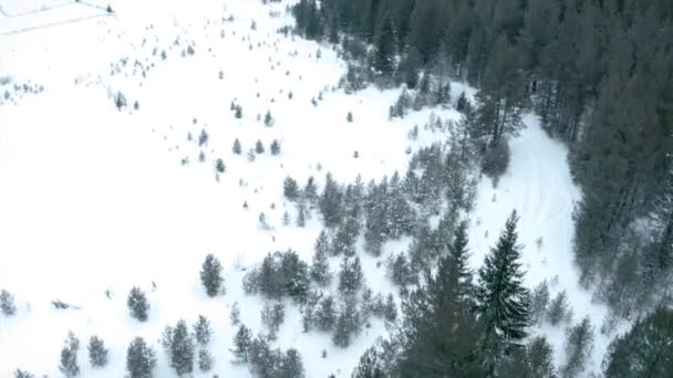 Zima w górzystym regionie w mroźny, zimny dzień, śnieżna droga i las sosnowy. Klip. Po skuterze śnieżnym jazdy wzdłuż białego pola. — Wideo stockowe