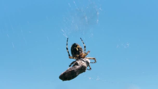 Cose up of hunting spider trying capture a small insect in its web. Creativo. Detalles de la naturaleza salvaje, una araña sobre el fondo azul del cielo. — Vídeos de Stock