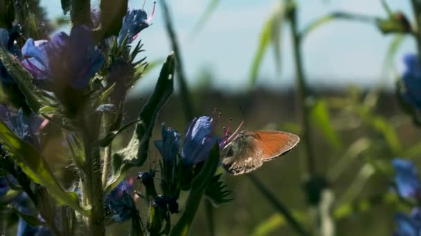 Nærbillede af en lille sommerfugl siddende på en blomsterknop. Kreativt. Sommerlandskab med den grønne og blomstrende eng og et lille insekt siddende på en blomst. – Stock-video