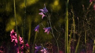 BlueBell çiçekleri. Yaratıcı. Mor küçük çiçekler ve yeşil çimenler yağmurun altında
