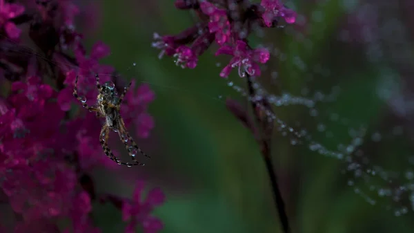 Zbliżenie pająka w sieci z kroplami. Kreatywny. Piękny pająk w sieci z kwiatami. Łąka pająk w sieci między pięknymi kwiatami — Zdjęcie stockowe