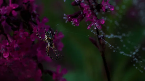 Natuur in macro fotografie. Creatief. Een kleine spin zit op een web naast vegetatie, gras en bloemen. — Stockfoto