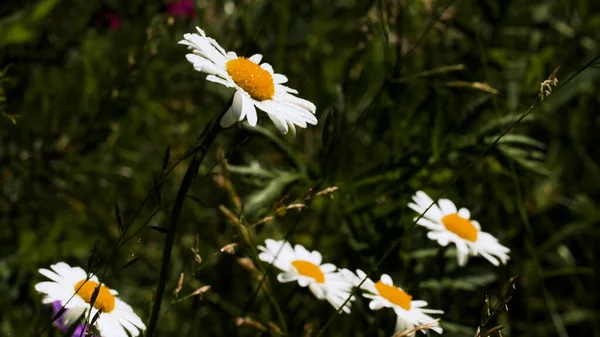 Flores en un día de verano. Creativo. Pequeñas margaritas blancas se extienden y disfrutan del sol junto a la hierba verde. — Foto de Stock
