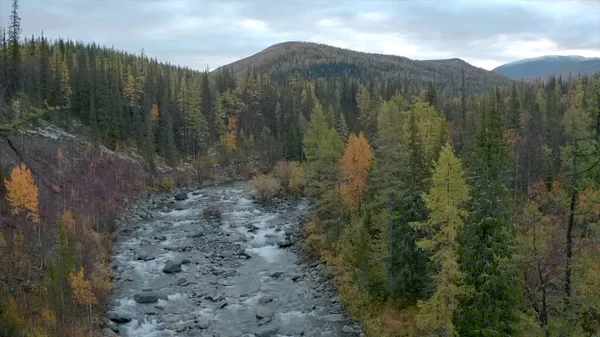 Rivière de montagne dans la forêt d'automne. Clip. Vue aérienne d'un ruisseau froid d'eau claire, de grosses pierres et d'arbres colorés sur fond de ciel nuageux. — Photo