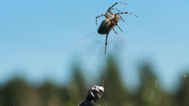 Cose up of hunting spider trying capture a small insect in its web. Creativo. Detalles de la naturaleza salvaje, una araña sobre el fondo azul del cielo. — Vídeos de Stock