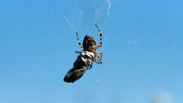 宏观摄影的塔兰图拉。创意。蜘蛛拿着一块灰色的大石头，带着它沿着网走着，在它的背景下，你可以看到一片明亮的蓝天. — 图库照片