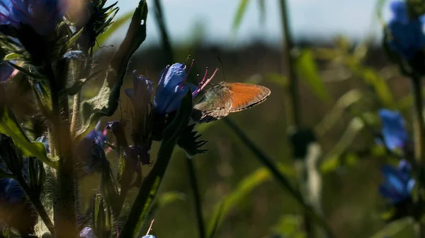 Rovarok közelről. Kreatív. Kék virágok a fű hátterében, amelyen egy narancssárga szárnyú, fényes pillangó ül. — Stock Fotó