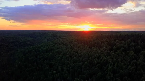 Piękna przyroda nieba z lotu ptaka. Klip. Cudowny i jasny zachód słońca nad lasem z fioletowymi chmurami i żółtym słońcem. — Zdjęcie stockowe