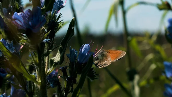 Közel a kis pillangó ül egy virág bimbó. Kreatív. Nyári táj a zöld és virágzó rét és egy kis rovar ül egy virág. — Stock Fotó