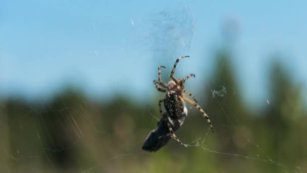Gros plan de l'araignée avec ses proies dans la nature. Créatif. Araignée sauvage sur toile sur fond flou de la nature. Araignée avec proie sur la toile sur la journée ensoleillée d'été dans la prairie — Video