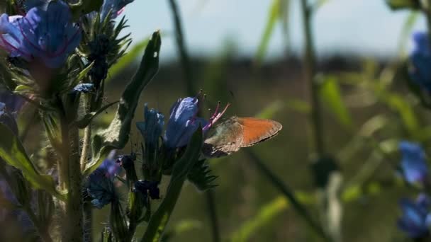 Gros plan d'un petit papillon assis sur un bourgeon floral. Créatif. Paysage estival avec la prairie verte et fleurie et un petit insecte assis sur une fleur. — Video