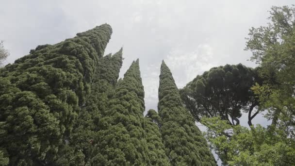 Paisaje de árboles. Acción. Grandes abetos verdes y árboles tropicales están cubiertos con follaje verde uno al lado del otro en un cielo diurno ligeramente nublado.. — Vídeo de stock