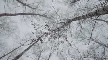 Gri sonbahar bulutlu gökyüzünün arka planında kel ağaç taçlarının alt görüntüsü. Başla. Doğa, soğuk hava, bitki örtüsü..