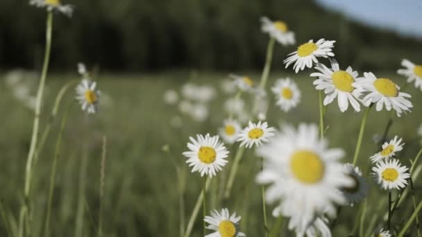 Ромашки в макрофотографії. Маленькі квіти з білими пелюстками, що ростуть на зеленому тлі і блакитному небі — стокове відео