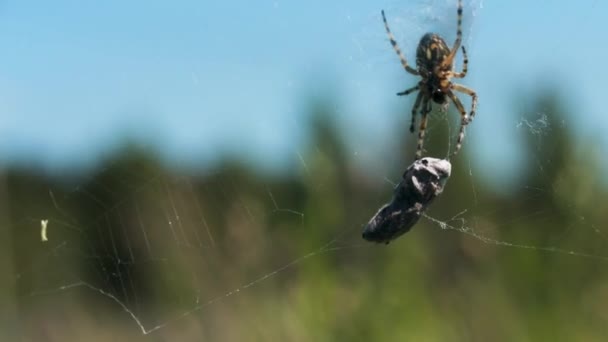 Ένα έντομο που κρέμεται στον ιστό της αράχνης. Δημιουργικό. Μια ταραντούλα με λεπτά πόδια σέρνεται και αγγίζει μια πέτρα που κρέμεται σε έναν ιστό. — Αρχείο Βίντεο
