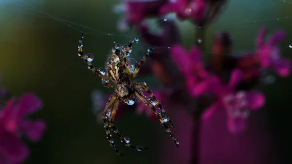 Duży pająk z kroplami wody na ciele. Kreatywny. Duży owad siedzi na swojej sieci i fioletowe jasne kwiaty w tle w makro fotografii. — Zdjęcie stockowe