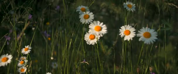 Chamomile field. Creative. Young flowers bask in the sun next to the green grass, the rays of the sun, the blue sky and the forest nearby — Vídeo de Stock