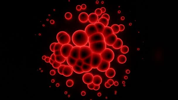 顕微鏡下での細菌のアニメーション。デザイン。顕微鏡下での微生物や感染細胞。黒の背景に赤い感染した点の丸画像 — ストック動画