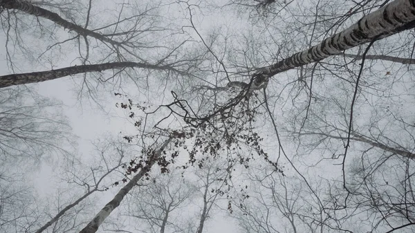 Dolní pohled na holé koruny stromů na pozadí šedé podzimní oblačné oblohy. Akce. Příroda, teplota chladu, flóra. — Stock fotografie
