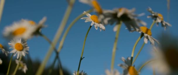 Pequeñas margaritas. Creativas. Flores con un tallo delgado tomando el sol y estirándose hacia arriba en un bonito día de verano. — Vídeos de Stock
