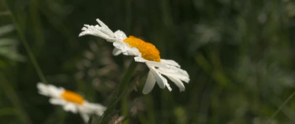 Pequeñas margaritas. Creativas. Flores con un tallo delgado tomando el sol y estirándose hacia arriba en un bonito día de verano. — Vídeos de Stock